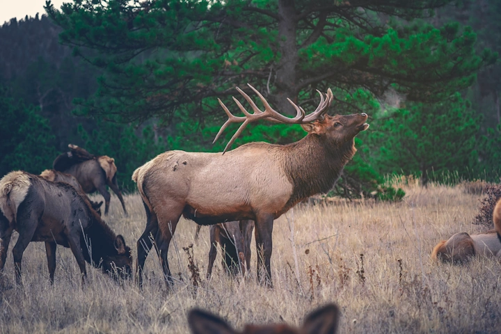 wildlife in the rocky mountains